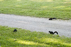 3 squirrels having fun