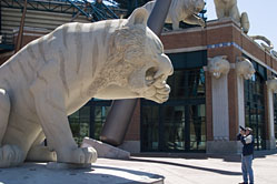 Tom photographing a tiger sculpture at the Comerica Park entrance